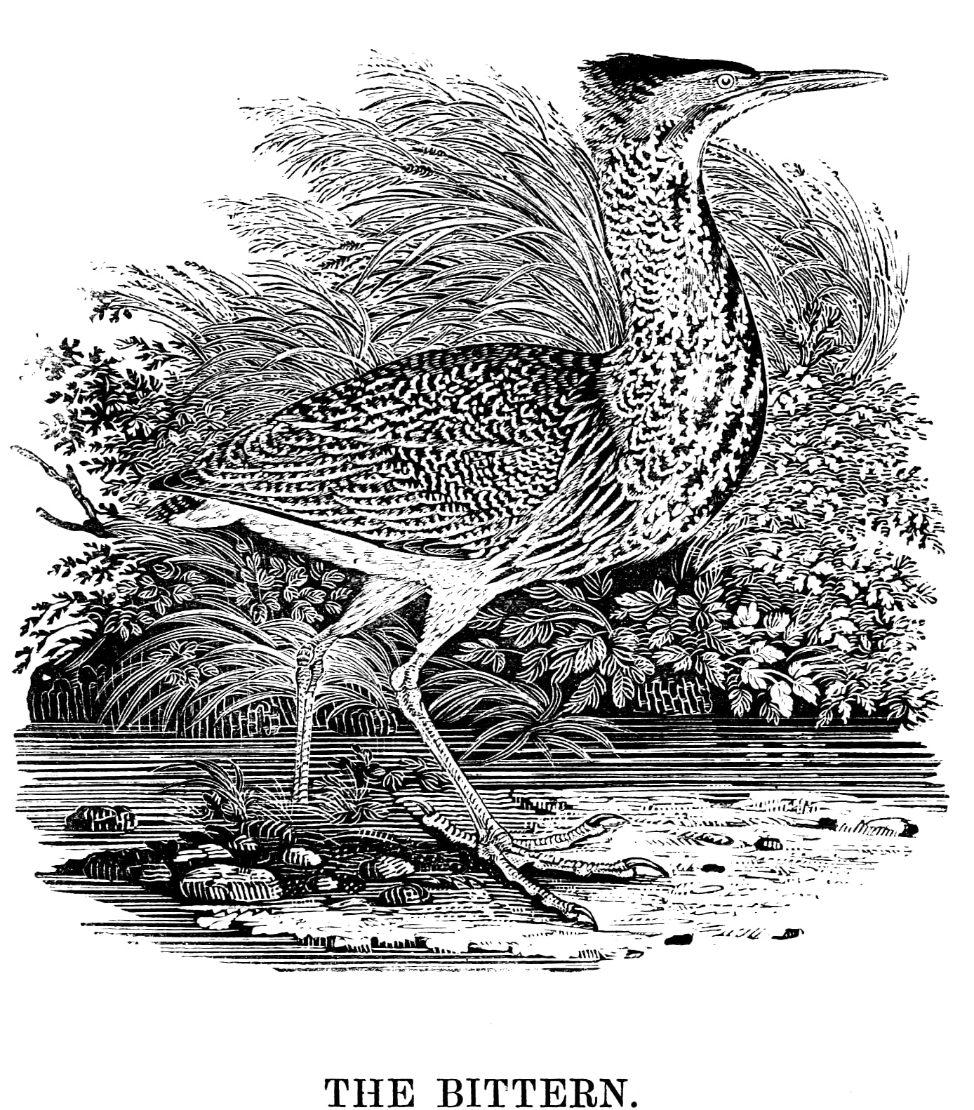 A bittern standing at the water's edge, its long neck and dagger-like bill raised, surrounded by tall reeds and marsh foliage.