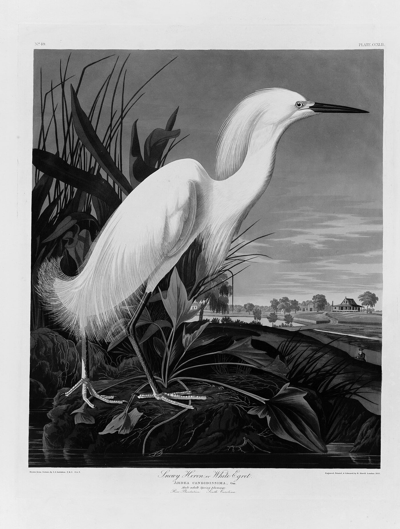 A 19th-century aquatint of a snowy egret in breeding plumage at the edge of a rice plantation, from Audubon's The Birds of America.