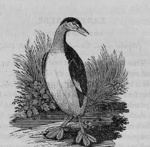 A wood engraving of a dusky grebe standing at the water's edge with reeds behind it.