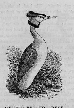 A long-necked great crested grebe standing among reeds, shown in a fine black-and-white wood engraving.