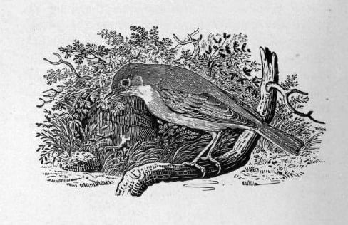 A wood engraving of a whitethroat perched on a branch near its nest, from Bewick's A History of British Birds (1797).