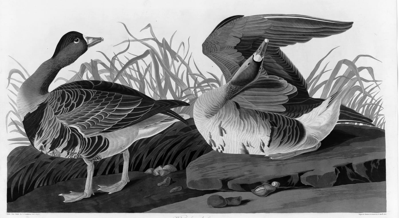 Two white-fronted geese on a shore beside dry grasses, one standing with head raised and the other crouching with wings lifted and bill open.