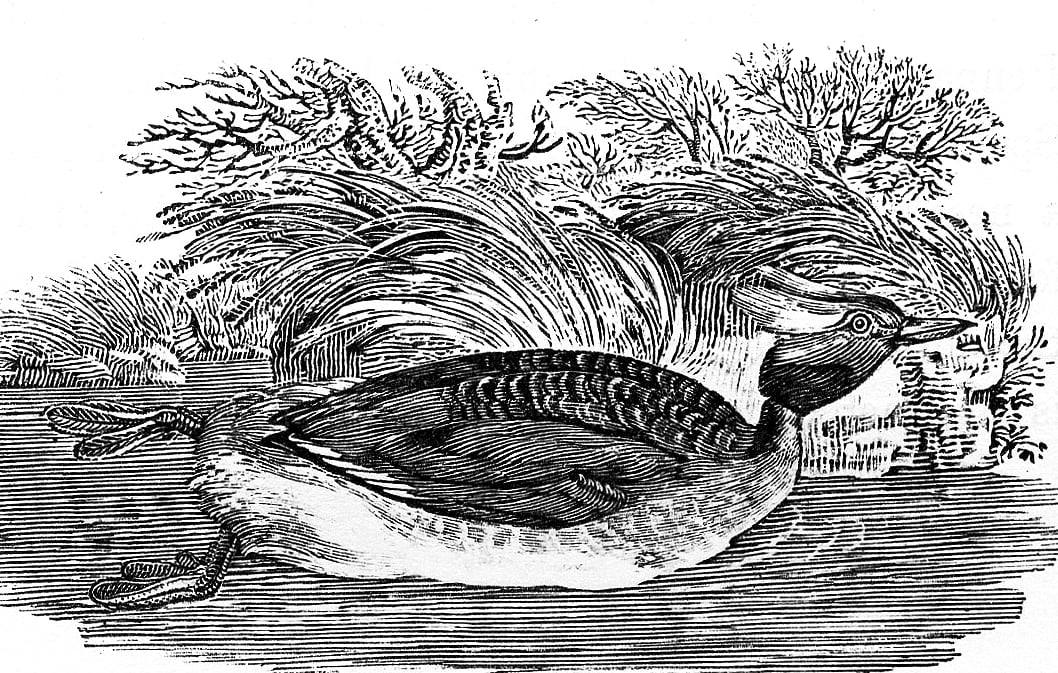 A wood engraving of a Sclavonian grebe floating on water with reeds and foliage behind it.