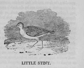 A wood engraving of a little stint sandpiper standing on a shoreline with foliage behind it.