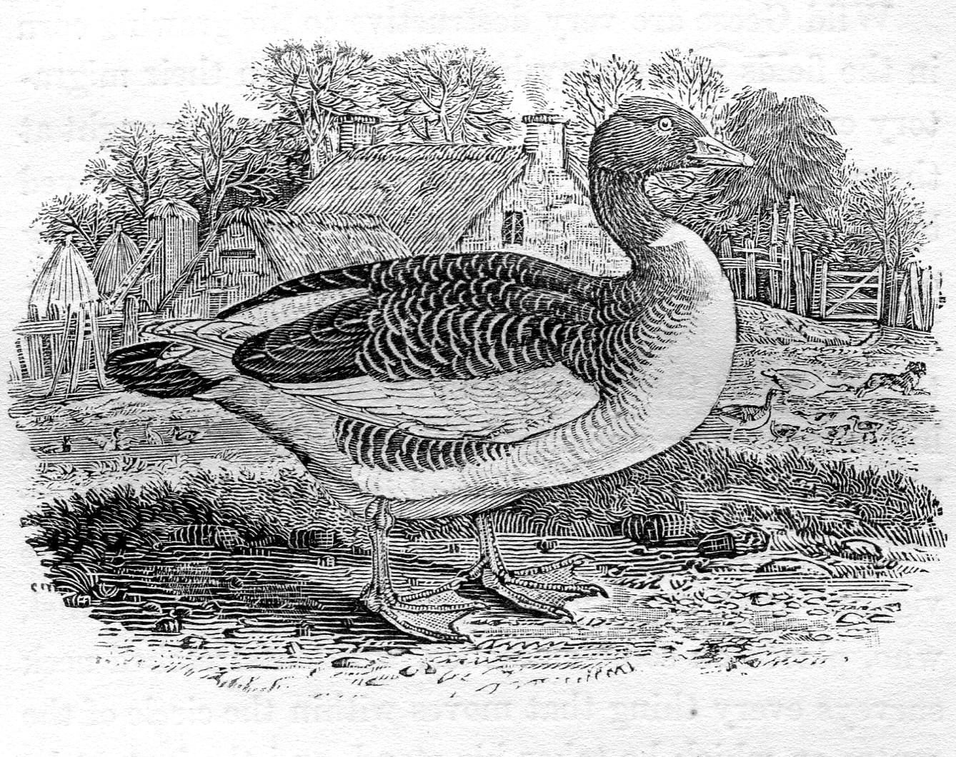 A wood engraving of a domestic goose standing in a farmyard, with thatched cottages and bare trees in the background.