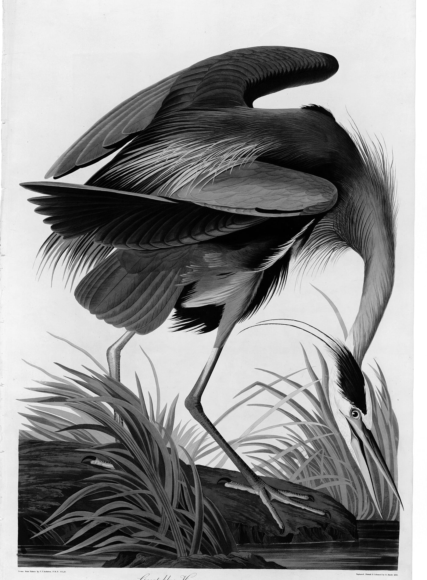 A great blue heron stooping low through marsh grasses, its long neck curved and wings arched high over its back.