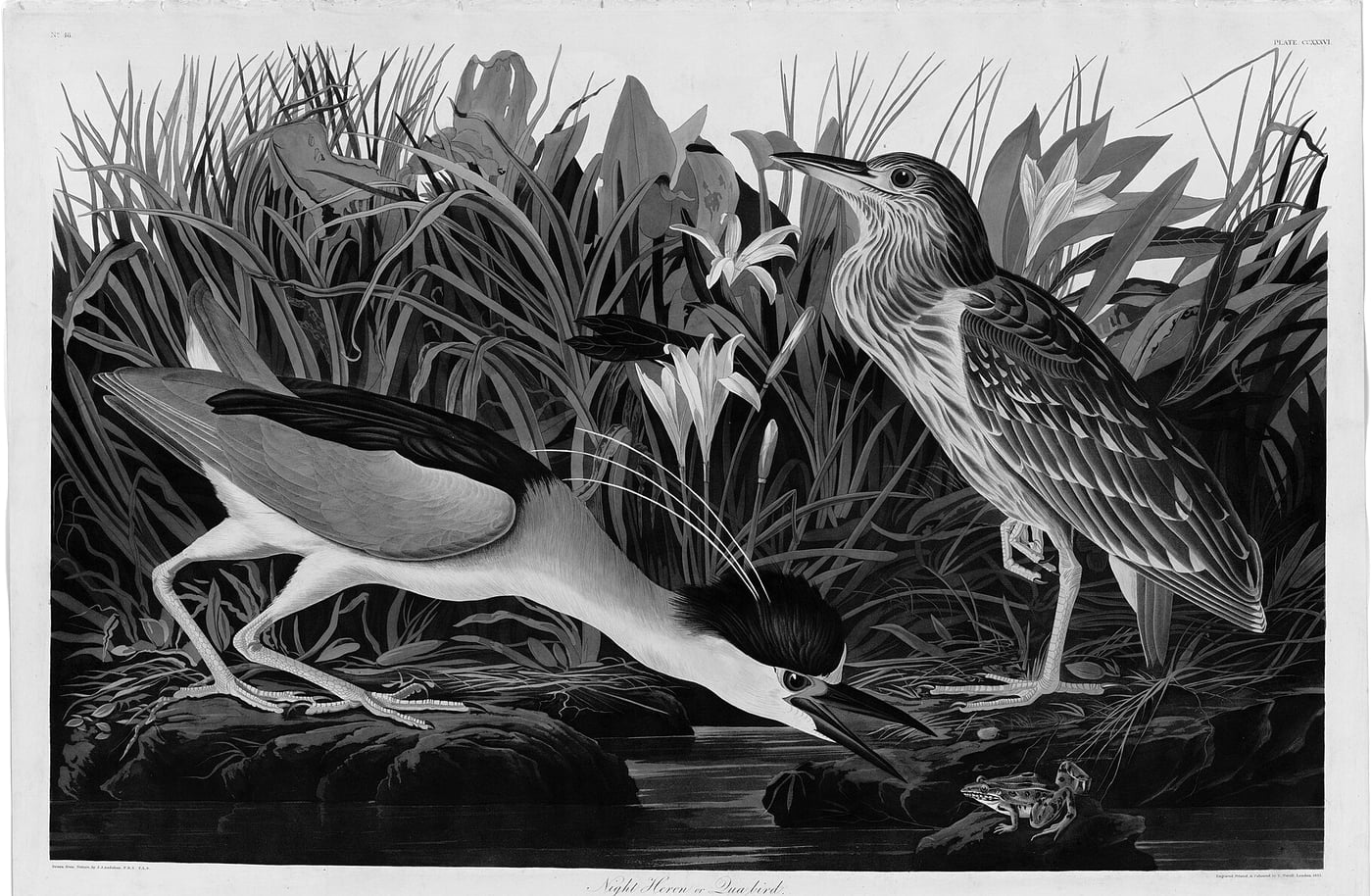 A 19th-century aquatint of two night herons among marsh reeds, from Audubon's The Birds of America.