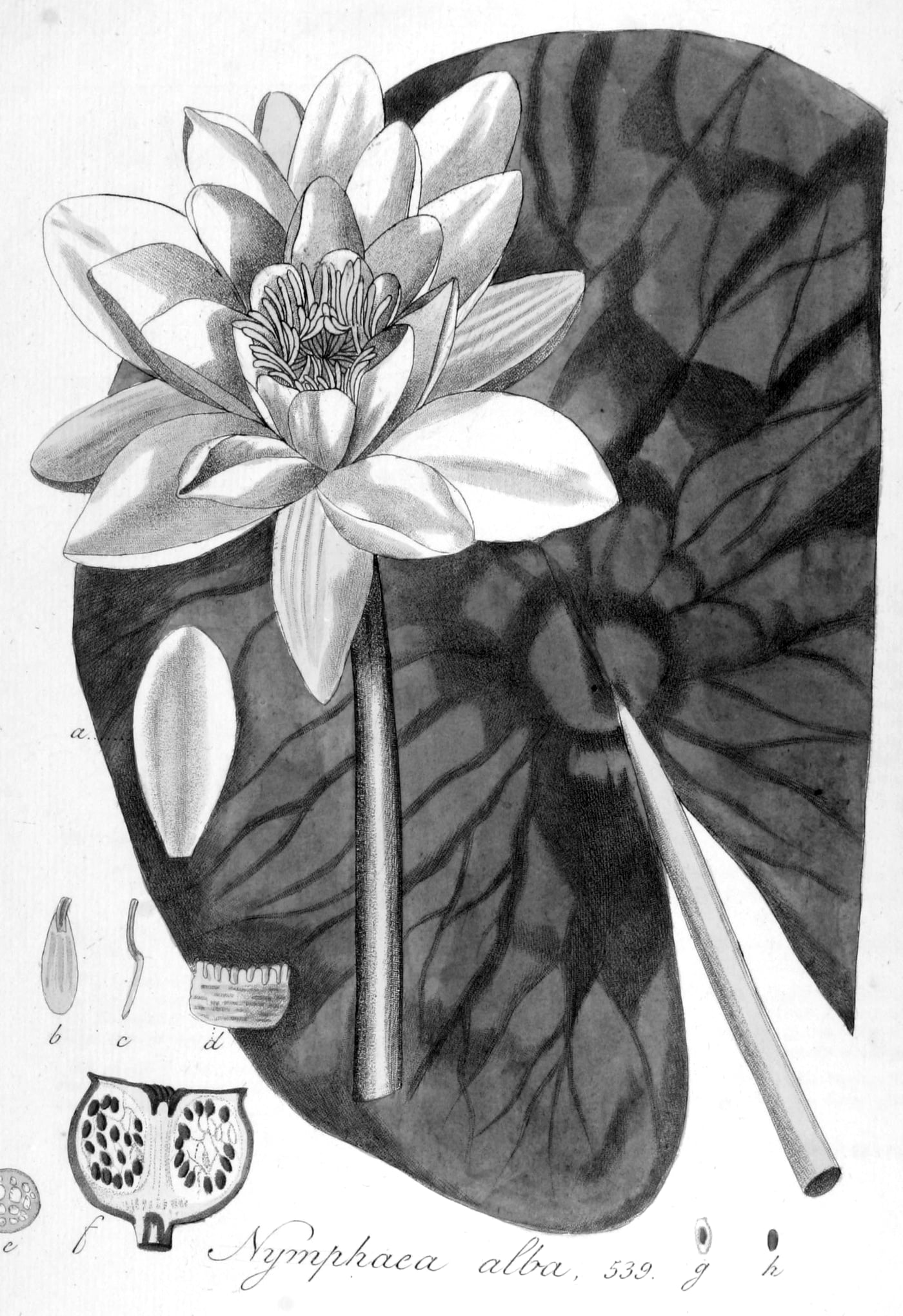 A hand-coloured botanical plate showing a white water lily with pale petals and a yellow center rising above a large green lily pad.