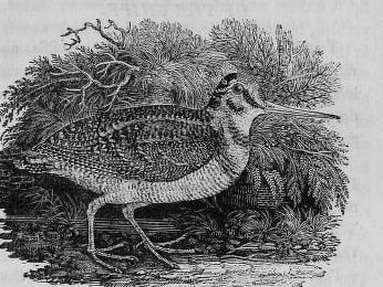 A woodcock with a long straight bill stands on the ground among ferns and grasses.