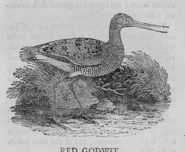 A wood engraving of a bar-tailed godwit standing by water, from Bewick's A History of British Birds (1804).