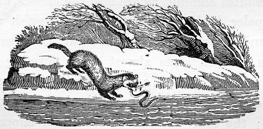 A polecat crouches at a snowy water's edge, seizing a wriggling eel in its jaws beside bare winter shrubs.