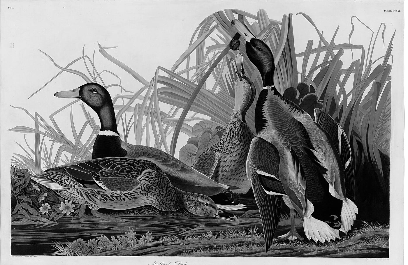 Two male mallards with iridescent green heads and two mottled brown females among tall marsh reeds beside water with yellow flowers.