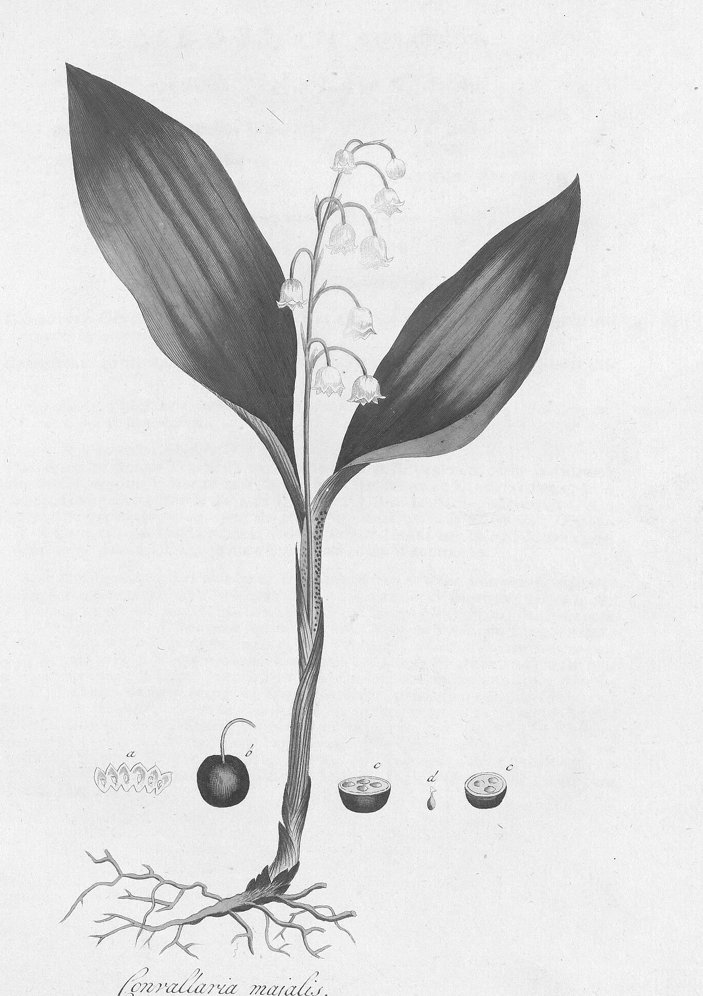 A botanical illustration of Convallaria majalis (lily of the valley), from the Flora Batava (1800).