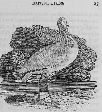 A wood engraving of a spoonbill standing on a shore, from Bewick's A History of British Birds (1804).