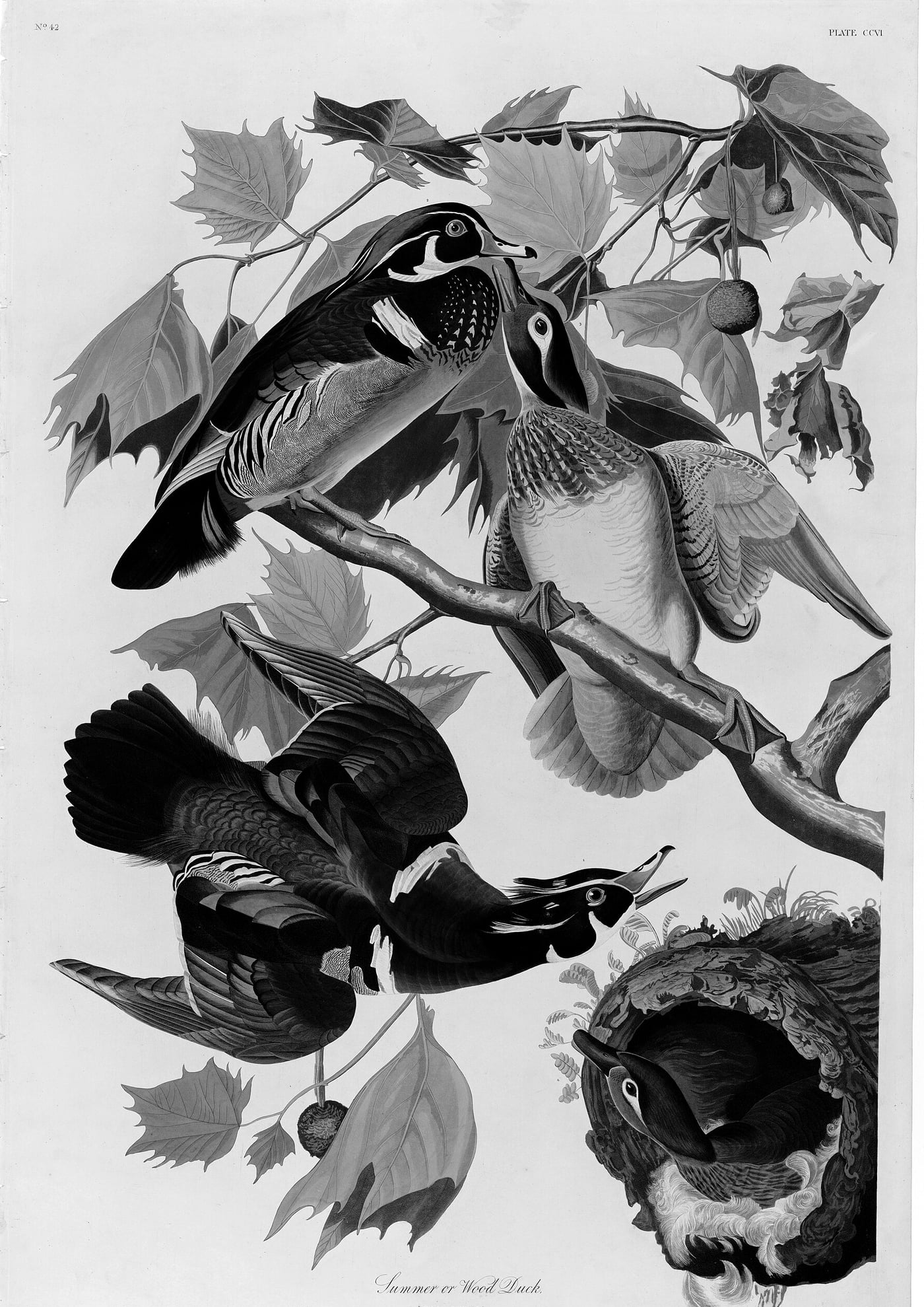 A 19th-century aquatint of several wood ducks gathered by water, from Audubon's The Birds of America.