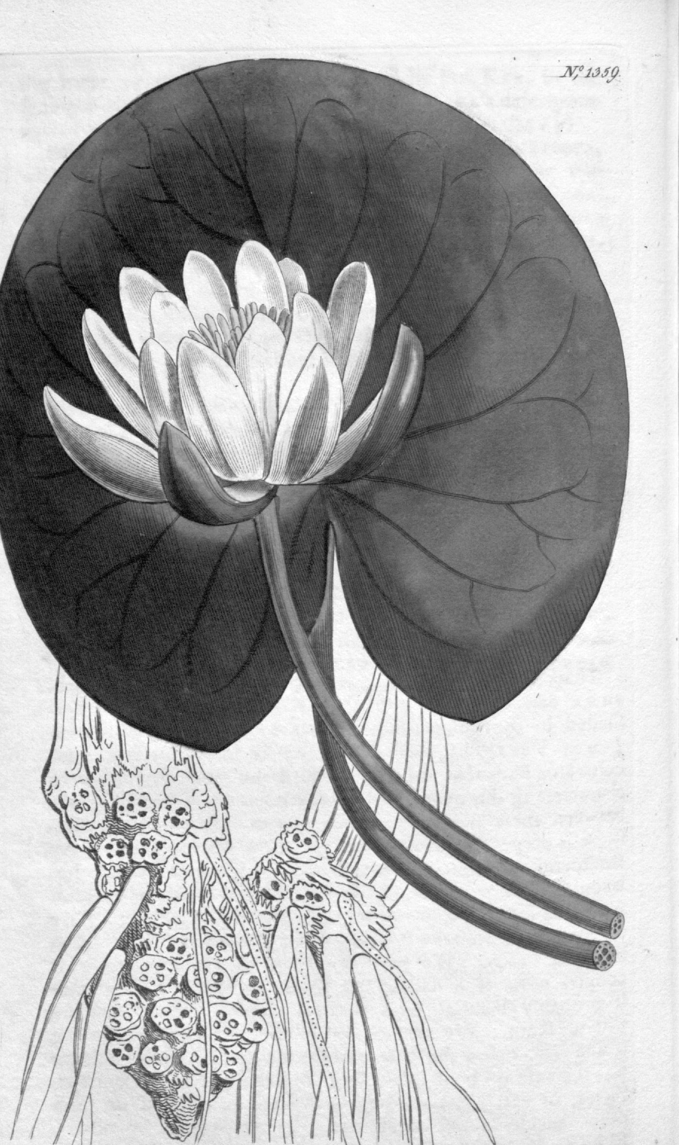 A hand-coloured botanical engraving of a white water lily with yellow stamens, a large rounded green leaf behind it, and curving stems descending to a knotted rootstock.