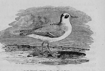 A wood engraving of a grey phalarope, a small wading bird, at the water's edge.