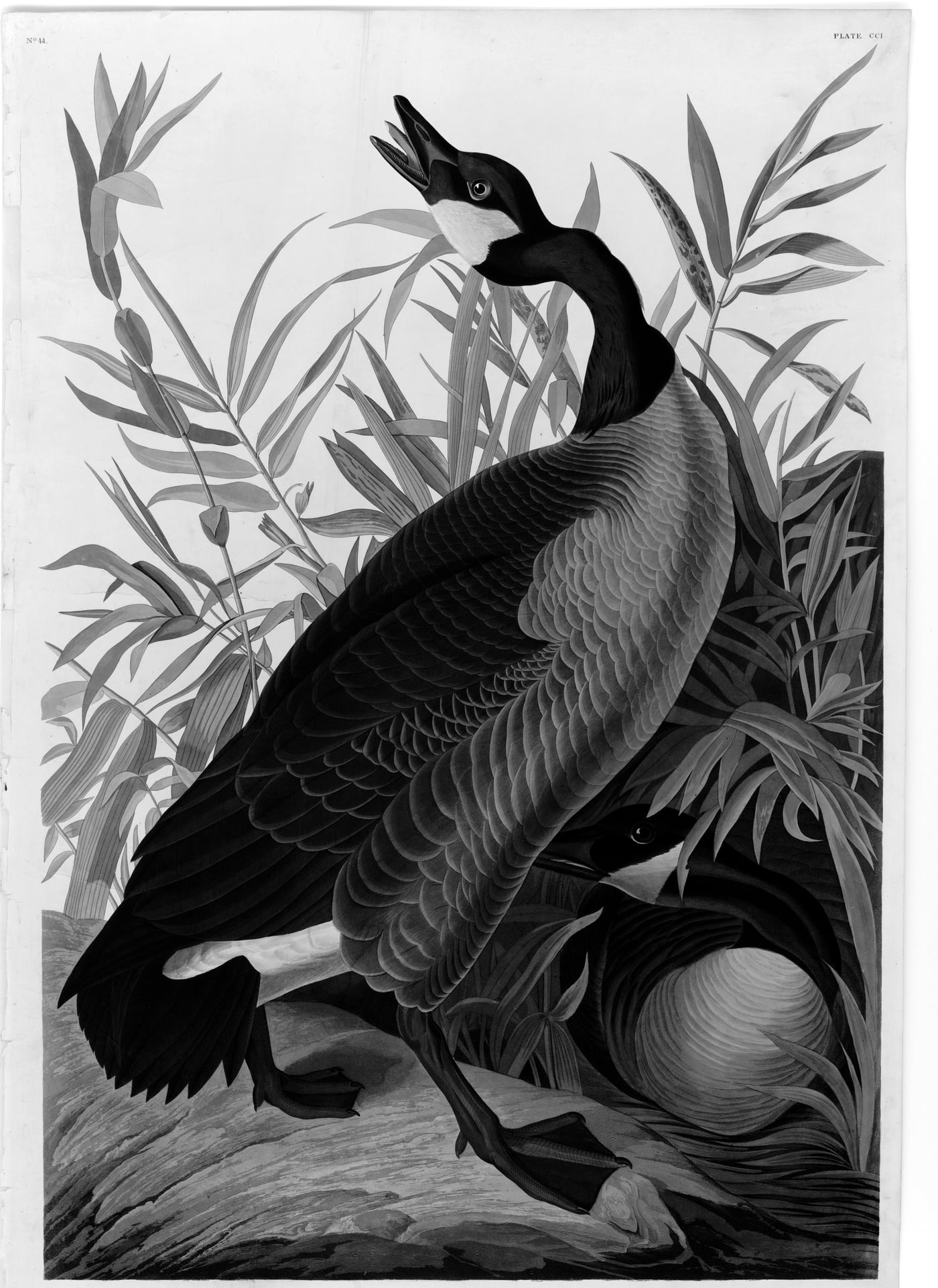A Canada goose with black neck and white cheek-patch stands with bill raised and wings partly spread among reeds, while a second goose nestles beside a large white egg at its feet.