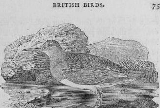 A wood engraving of a knot, a wading bird, standing braced among rocks.