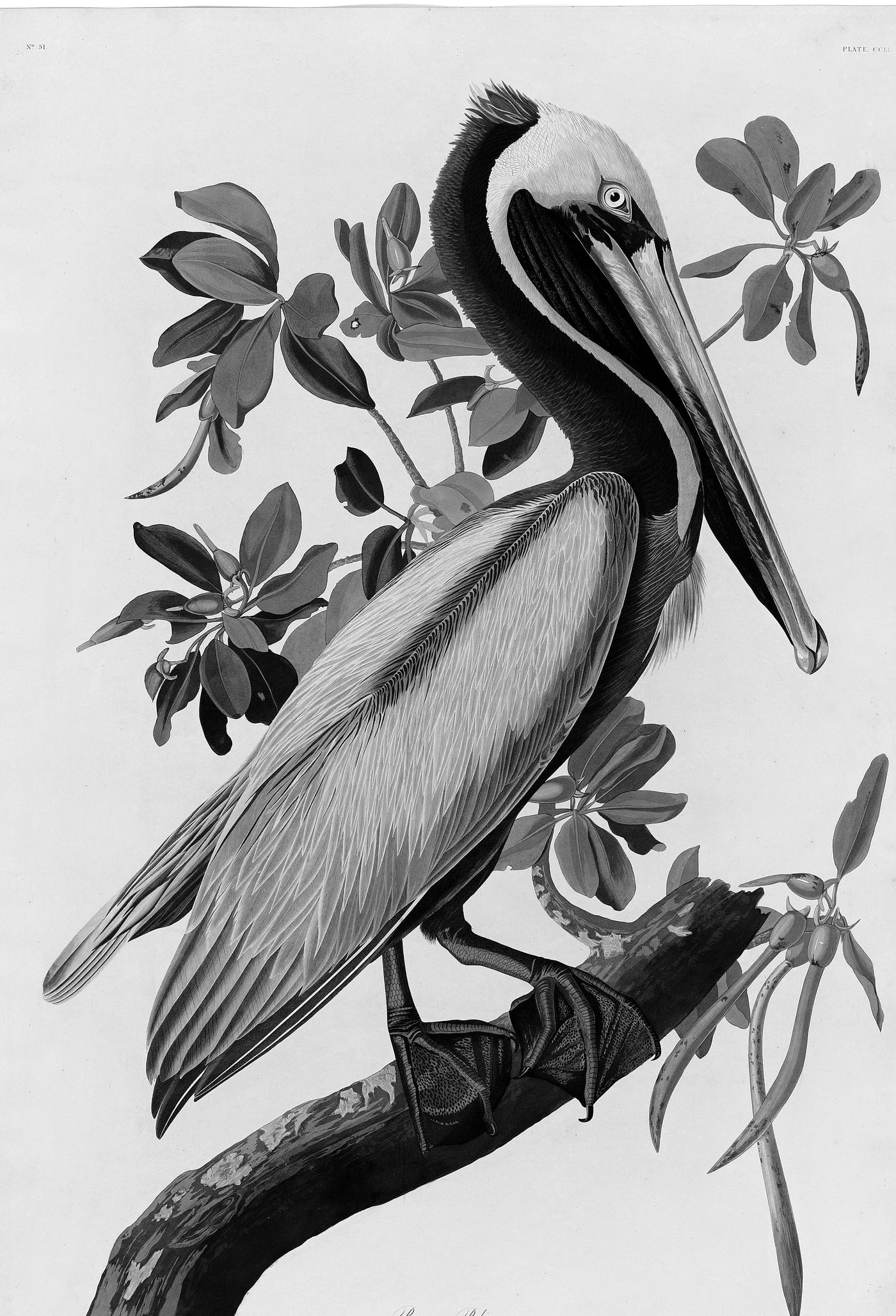 A 19th-century aquatint of a brown pelican perched on a mangrove branch, from Audubon's The Birds of America.