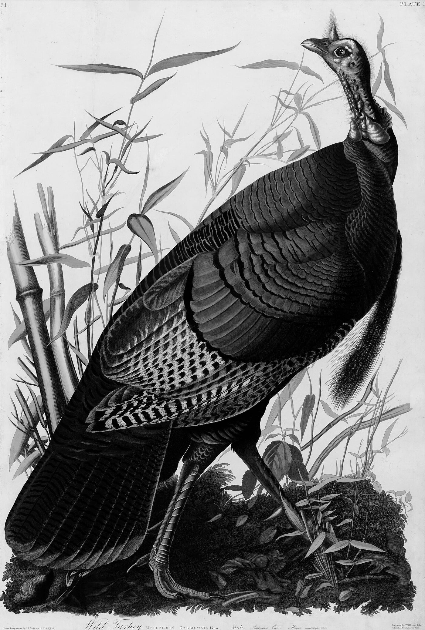 A 19th-century aquatint of a wild turkey among cane, from Audubon's The Birds of America.