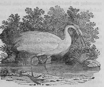 A wood engraving of a little egret wading at the water's edge.